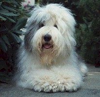 Bobtail