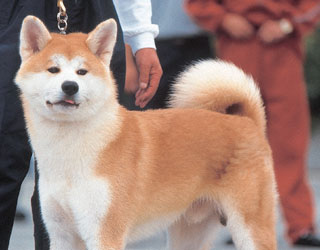 Akita