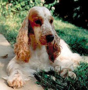 Angol cocker spniel