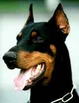 Doberman