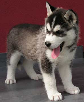 Husky