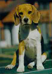 Beagle