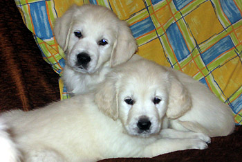 Arany retriever
